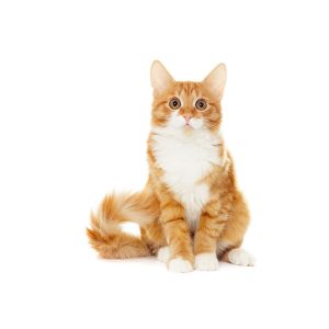 Katt