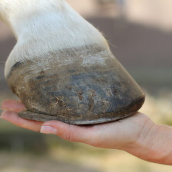 Pferde – Hand hält Huf